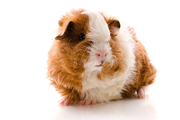 Image showing baby guinea pig. texel