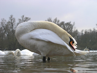 Image showing Siesta of a swan