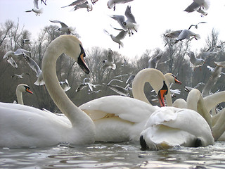 Image showing Swans and seagulls