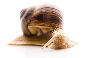 Image showing Snail