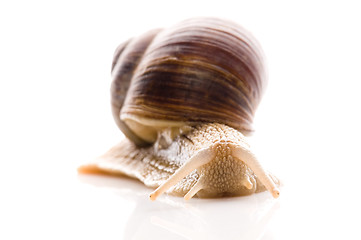 Image showing Snail