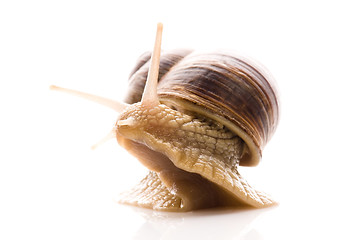 Image showing Snail