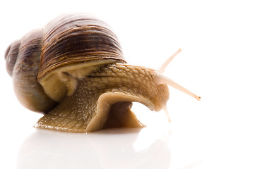 Image showing Snail