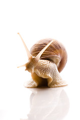 Image showing Snail