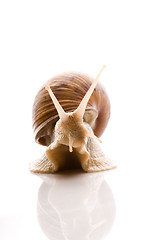 Image showing Snail