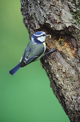 Image showing Bluetit