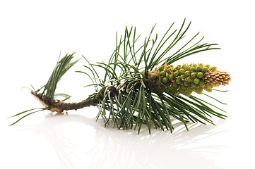 Image showing pine branch isolated on the white background 