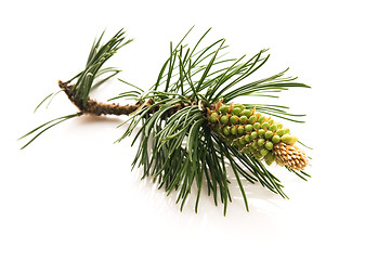 Image showing pine branch isolated on the white background 