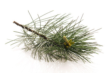 Image showing pine branch isolated on the white background 