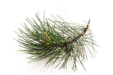 Image showing pine branch isolated on the white background 