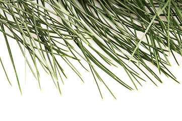 Image showing pine branch isolated on the white background 