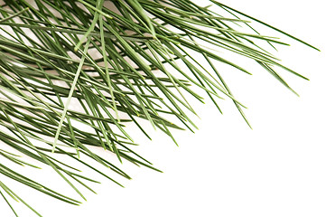 Image showing pine branch isolated on the white background 