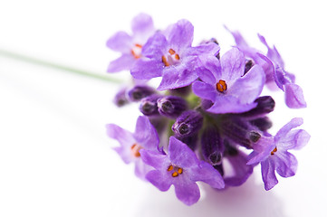 Image showing lavender flower on the white background