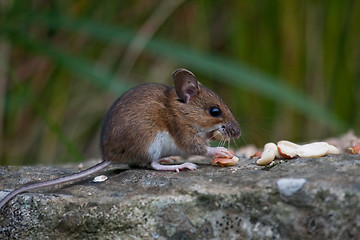 Image showing Mouse