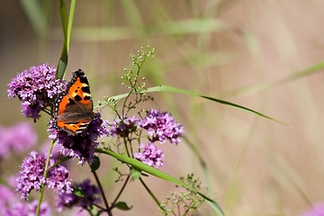 Image showing tortoiseshell