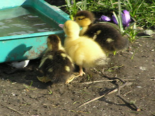 Image showing i cant reach! - ducklings