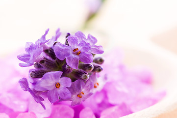 Image showing lavender flower and bath salt. spa and wellness