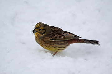 Image showing Yellowhammer in snow