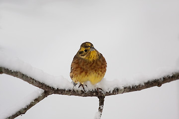 Image showing Yellowhammer