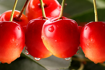 Image showing cherry red macro