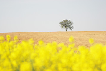 Image showing Lonesome tree in the background