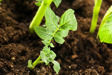 Image showing growing potato. baby plant in soil 