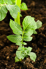 Image showing growing potato. baby plant in soil 