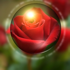 Image showing red rose