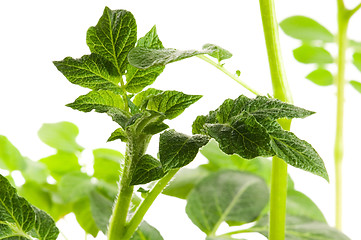 Image showing growing potato