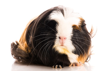 Image showing guinea pig isolated on the white background. coronet