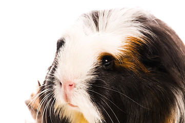 Image showing guinea pig isolated on the white background. coronet