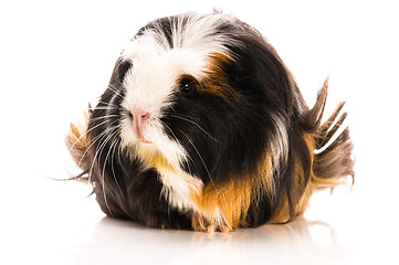 Image showing guinea pig isolated on the white background. coronet