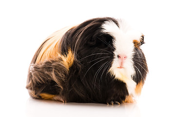 Image showing guinea pig isolated on the white background. coronet