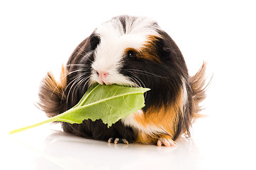 Image showing guinea pig isolated on the white background. coronet