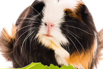 Image showing guinea pig isolated on the white background. coronet