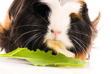 Image showing guinea pig isolated on the white background. coronet