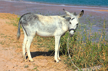 Image showing grazing donkey