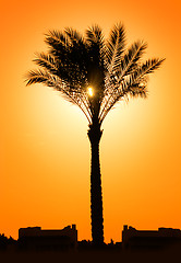 Image showing silhouette of palm tree against sun