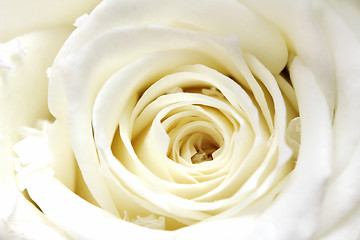 Image showing white rose petals close-up 