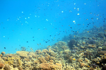 Image showing fish among corals in Red Sea