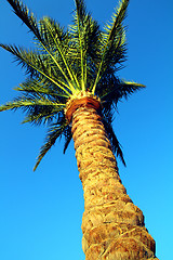 Image showing palm tree under blue sky