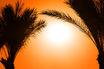 Image showing silhouette of palm tree against sun