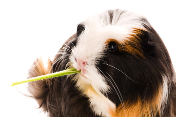 Image showing guinea pig isolated on the white background. coronet