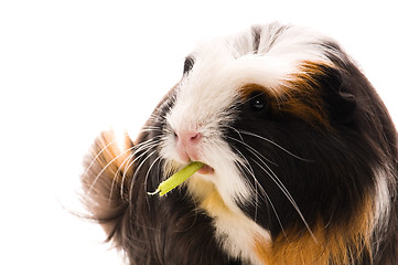 Image showing guinea pig isolated on the white background. coronet