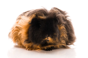 Image showing guinea pig isolated on the white background. marino