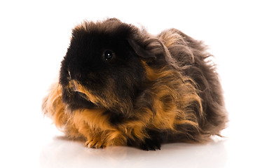 Image showing guinea pig isolated on the white background. marino
