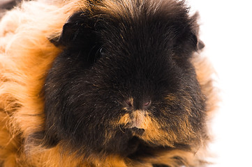 Image showing guinea pig isolated on the white background. marino