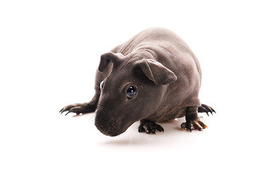 Image showing skinny guinea pig isolated on the white background