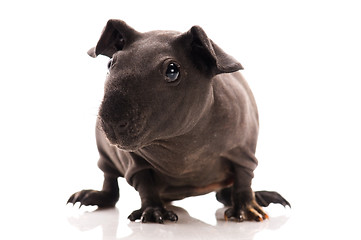 Image showing skinny guinea pig isolated on the white background