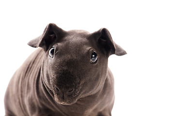 Image showing skinny guinea pig isolated on the white background